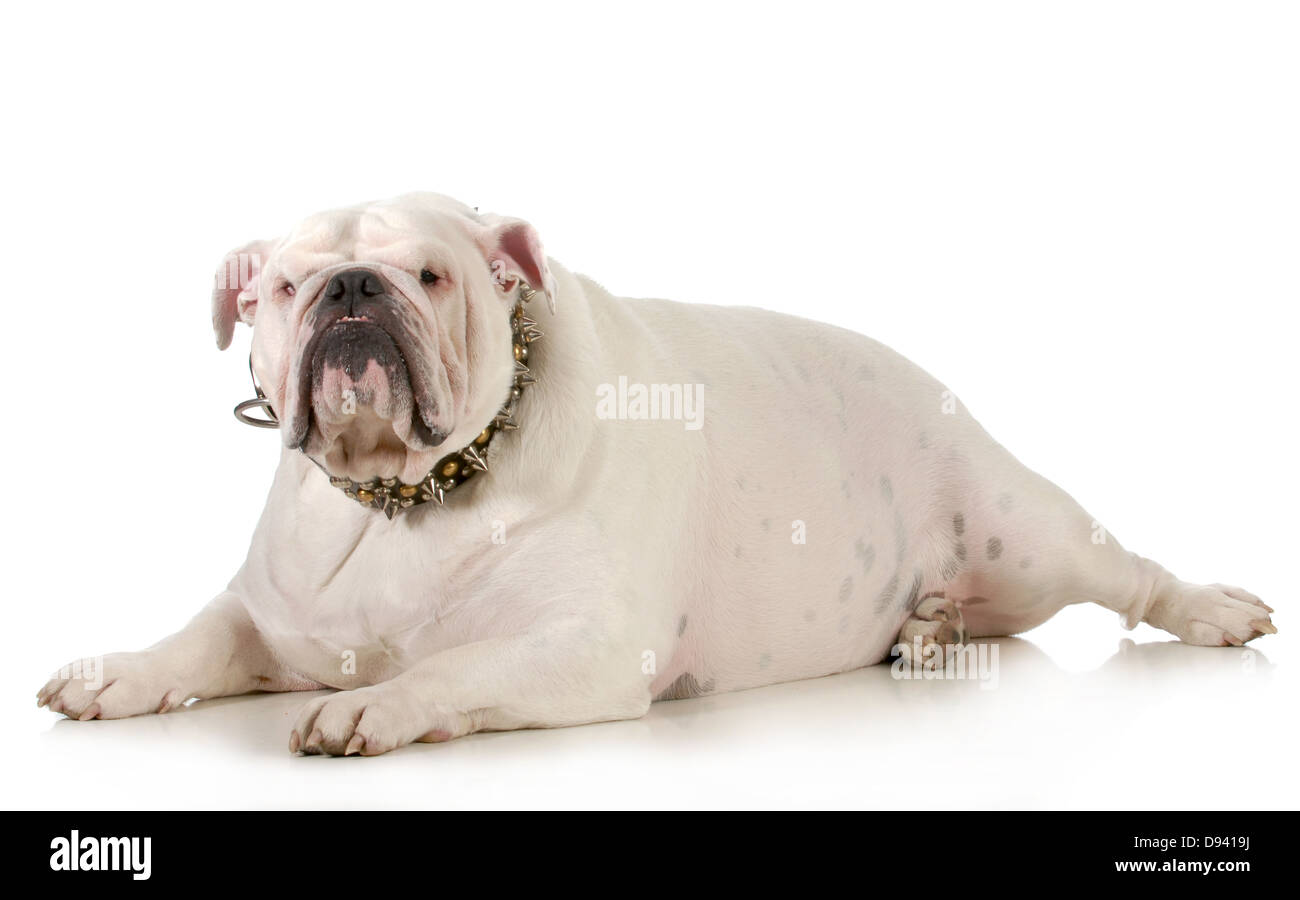Big Dog BullDawg